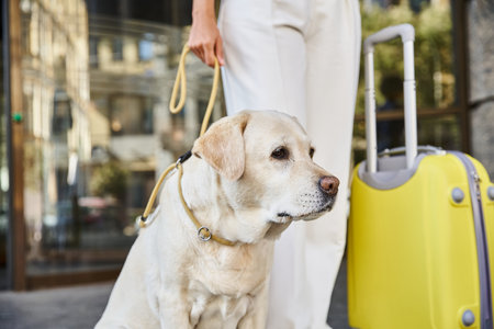 cropped african american woman with labrador and yellow luggage standing outside pet-friendly hotelの写真素材