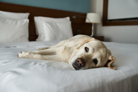 white labrador resting on a white bed in a pet-friendly hotel room, animal companion and travelの写真素材
