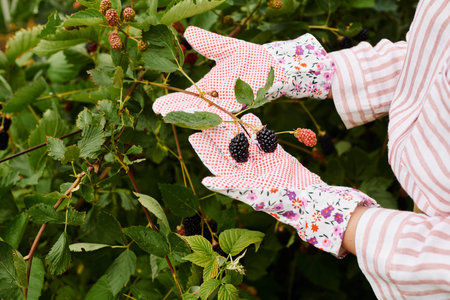 cropped view of mature woman with gardening gloves taking care of her fresh vivid dewberriesの写真素材