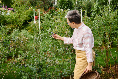 beautiful mature jolly woman with glasses picking fresh berries into straw basket in her gardenの写真素材