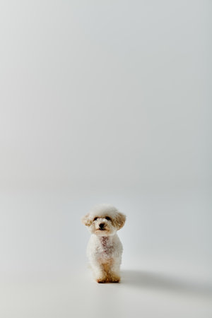 Small white dog sitting atop white floor.の写真素材