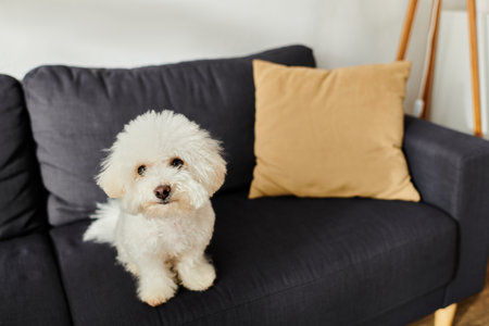 A small white dog, identified as a bichon frise, sits comfortably on a sleek black couch.の写真素材