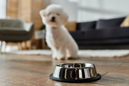 Small white Bichon Frise dog sitting next to a bowl on the floor.の写真素材