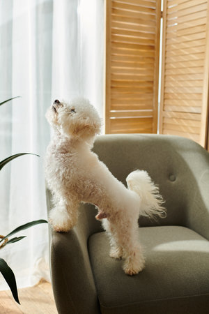 Small white dog standing on chair.の写真素材