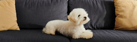 A white bichon frise dog peacefully sitting on top of a sleek black couch.の写真素材