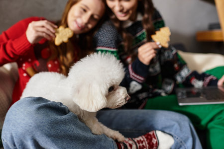 Two friends in festive sweaters enjoy a holiday celebration with their cute Bichon Frise in the living room.の写真素材