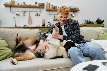 A cheerful redhead man plays with his adorable Australian Shepherd in a stylish living room.の写真素材