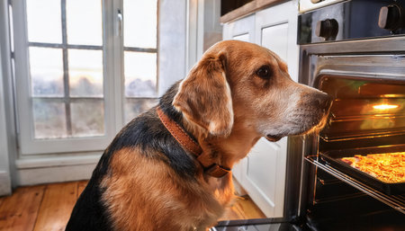 A lively beagle observes the oven closely, drawn by the delicious aroma of dinner preparing at dusk.の素材