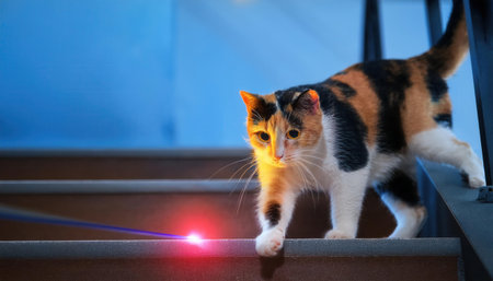 A lively cat explores the wooden stairs, captivated by a bright red laser dot in the evening light.の素材