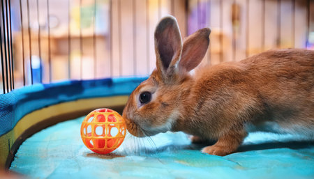 A lively rabbit nudges a colorful ball in a vibrant, cozy indoor environment, exploring joyfully.の素材