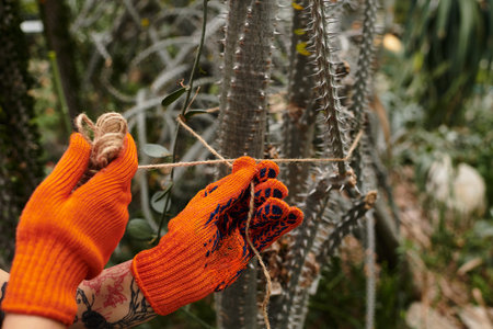 Working diligently in a greenhouse, a young woman ties and arranges plants with skillful hands.の写真素材