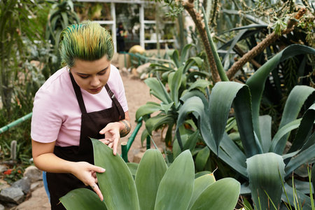 Focused worker carefully examines large green leaves in a thriving greenhouse environmentのeditorial素材