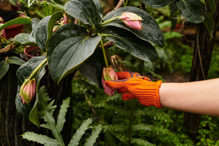 In a lush greenhouse, a young woman with colorful gloves carefully tends to blooming flowers.