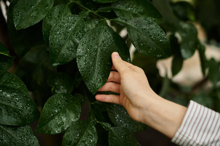 A young woman gently caresses the lush plants.の写真素材