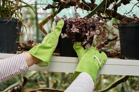 A young woman in green gloves gently tends to a potted plant in a vibrant greenhouse.の写真素材