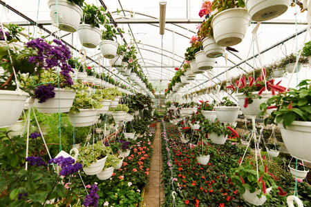 Lush greenery and vibrant blooms thrive in a cared-for greenhouse, highlighting natureâs beauty.の写真素材