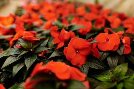 Lush green plants with red flowers thrive in a warm greenhouseの写真素材