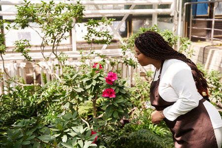 An African American woman with braids tends to colorful flowers in a lush greenhouse, exuding joy.のeditorial素材