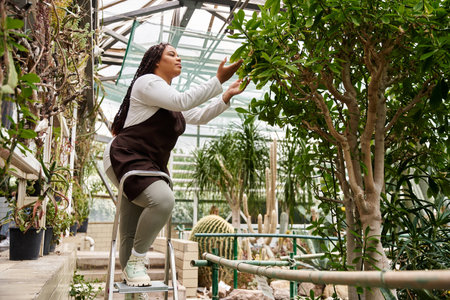 An African American woman with braids nurtures plants carefully in a tranquil greenhouse.の写真素材