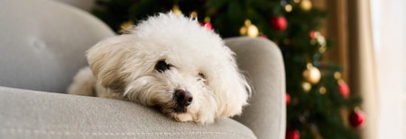Adorable bichon frise with a Christmas tree and a stack of presents.の写真素材