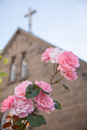 Pink rose and the churchの写真素材