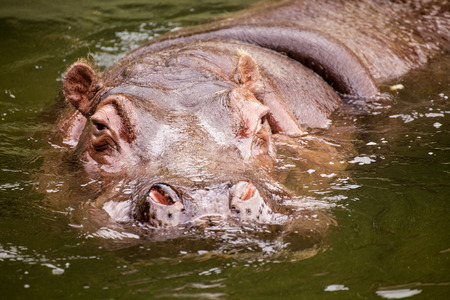 Hippopotamus in the water