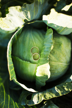 Two wedding rings on cabbageの写真素材