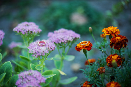 Wedding rings on beauty flowerの写真素材