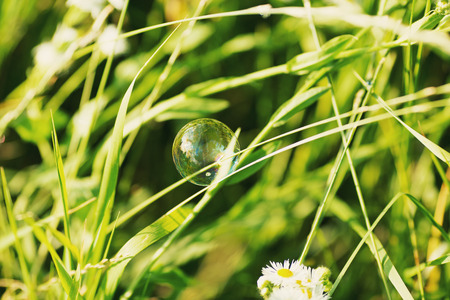 Bauty photo soap bubble on a grass