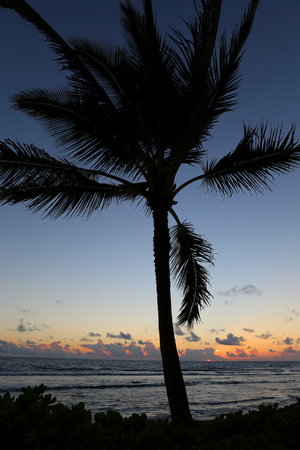 palm tree sunsetの写真素材
