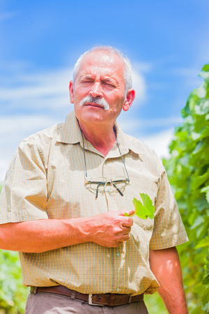 Thinking senior horticultural professional outdoors in the fields with a grape leaf in his hands.