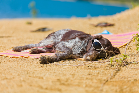 Hungarian beagle with sunglasses relaxing in the sun.の写真素材