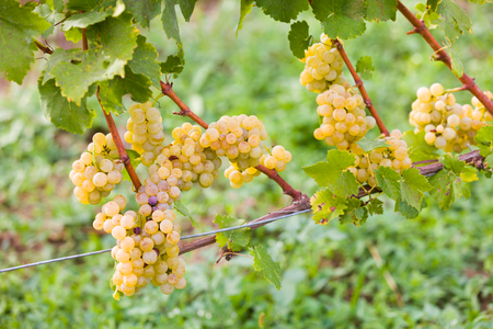 Attentively maintained white grape produce before harvesting.の写真素材