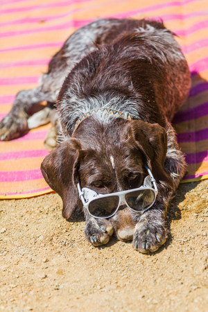Hungarian beagle with sunglasses relaxing in the sun.の写真素材