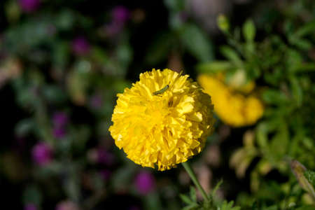 isolated background, 
grasshopper on a yellow flower