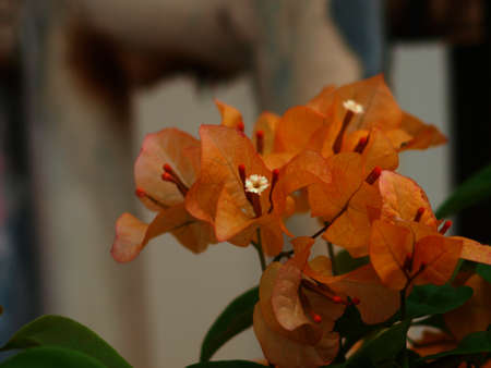 orange paper flower with white pistilの写真素材