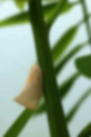 a butterfly perched vertically on a green tree