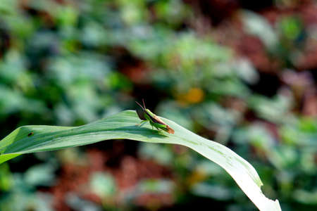 green grasshopper, perched backward on sugarcane leaves after eating a little of the edge of the...