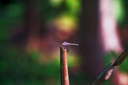 dragonflies, a green army motif perched on vertical tree branches and background of tropical forest