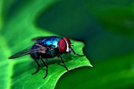 
blue fly skin, close up of flies on green leaves and blurry background