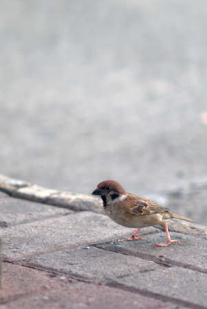 vertical  view, 3 sparrows on a concrete road with white and black transverse textured lines and sidewalks in its backの写真素材