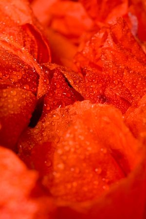 Red flower petals with water drops macro - shallow depth of fieldの写真素材