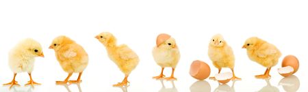 Lots of baby chicken in different positions - isolated with reflection Lots of baby chicken in different positions - isolated with reflection