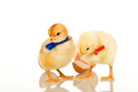 Easter party chickens with colored scarves - isolated with reflectionの写真素材
