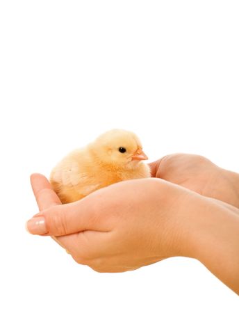 Little fluffy chicken held in woman hands - isolatedの写真素材