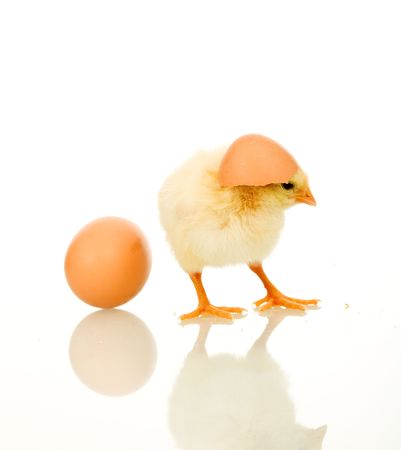 Fluffy yellow spring chicken with egg shell on head - isolatedの写真素材