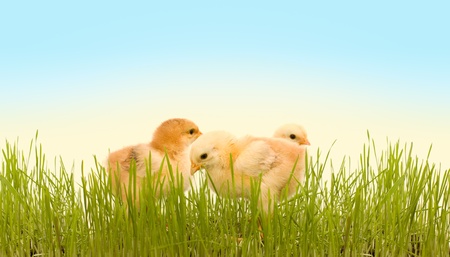Three spring chicken in the fresh green grassの写真素材