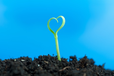 Close-up on young spring seedling growing out of soil - against blueの写真素材
