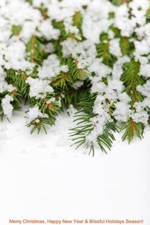 Fir branches covered with melting snow - copyspace, shallow depthの写真素材