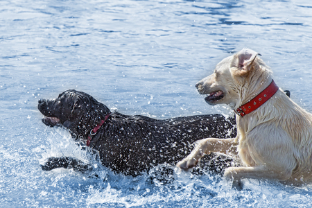 Labrador dogs enjoying water - jumping and running